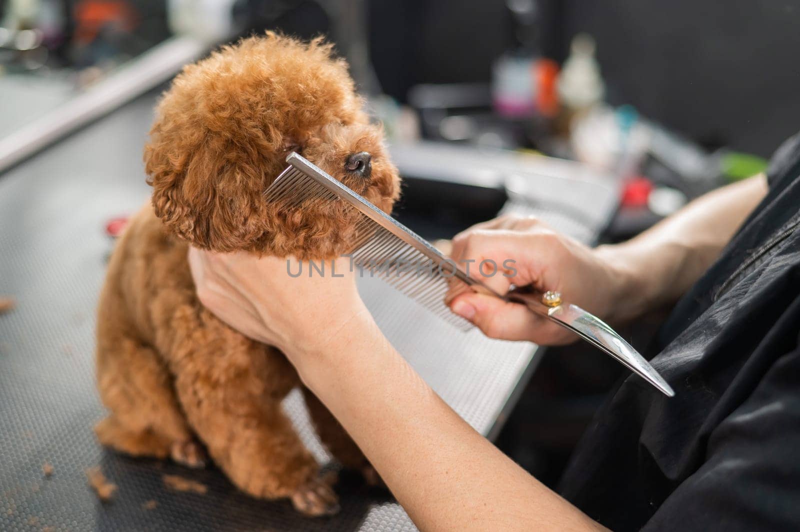 Woman trimming toy poodle with scissors in grooming salon