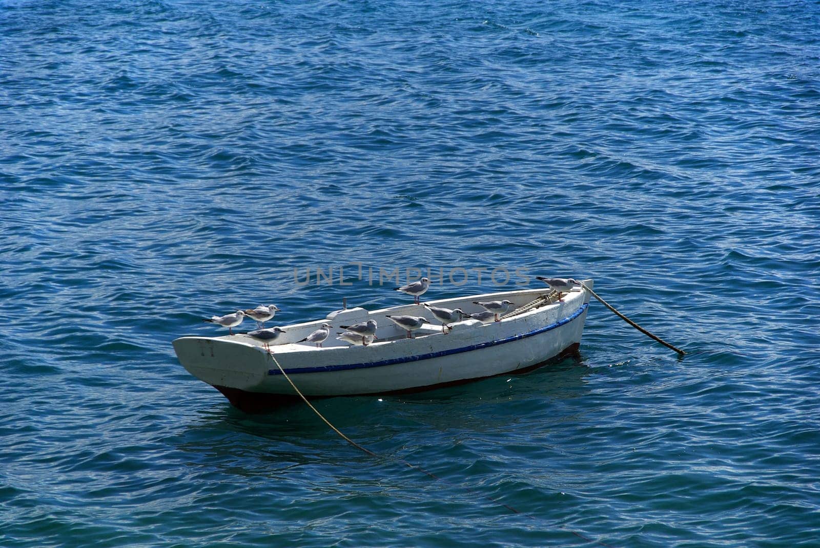 Seagull 14