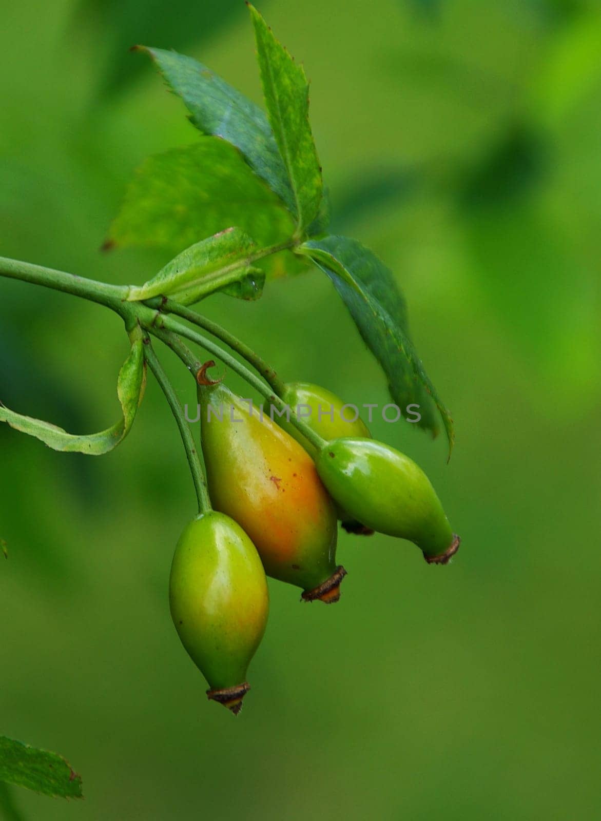 Rosehip 04