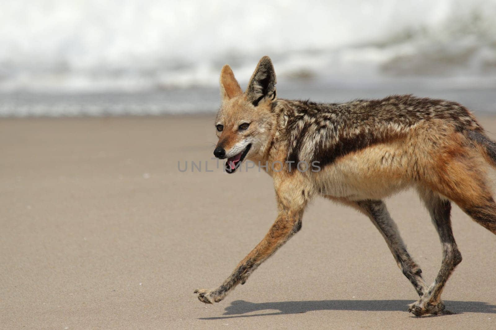 Black-backed jackal