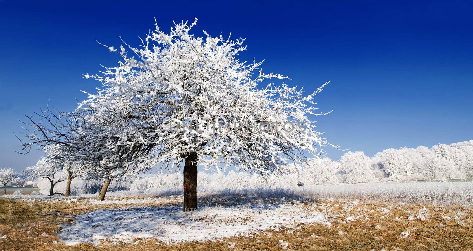 Ice Tree
