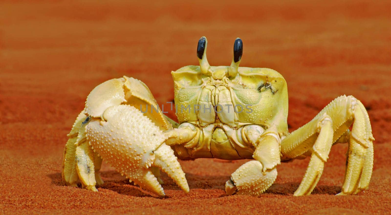 I didn't change the color of this picture - the crab was really that yellow and came into its own on the Australian red sand.