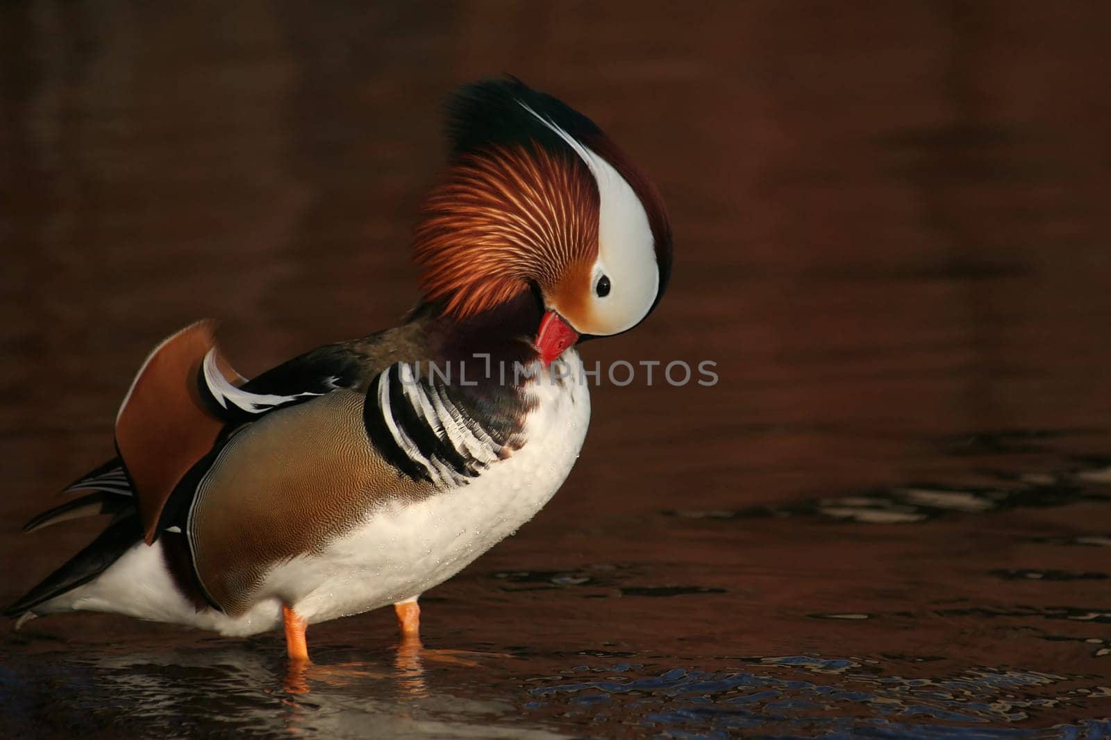 Harlequin