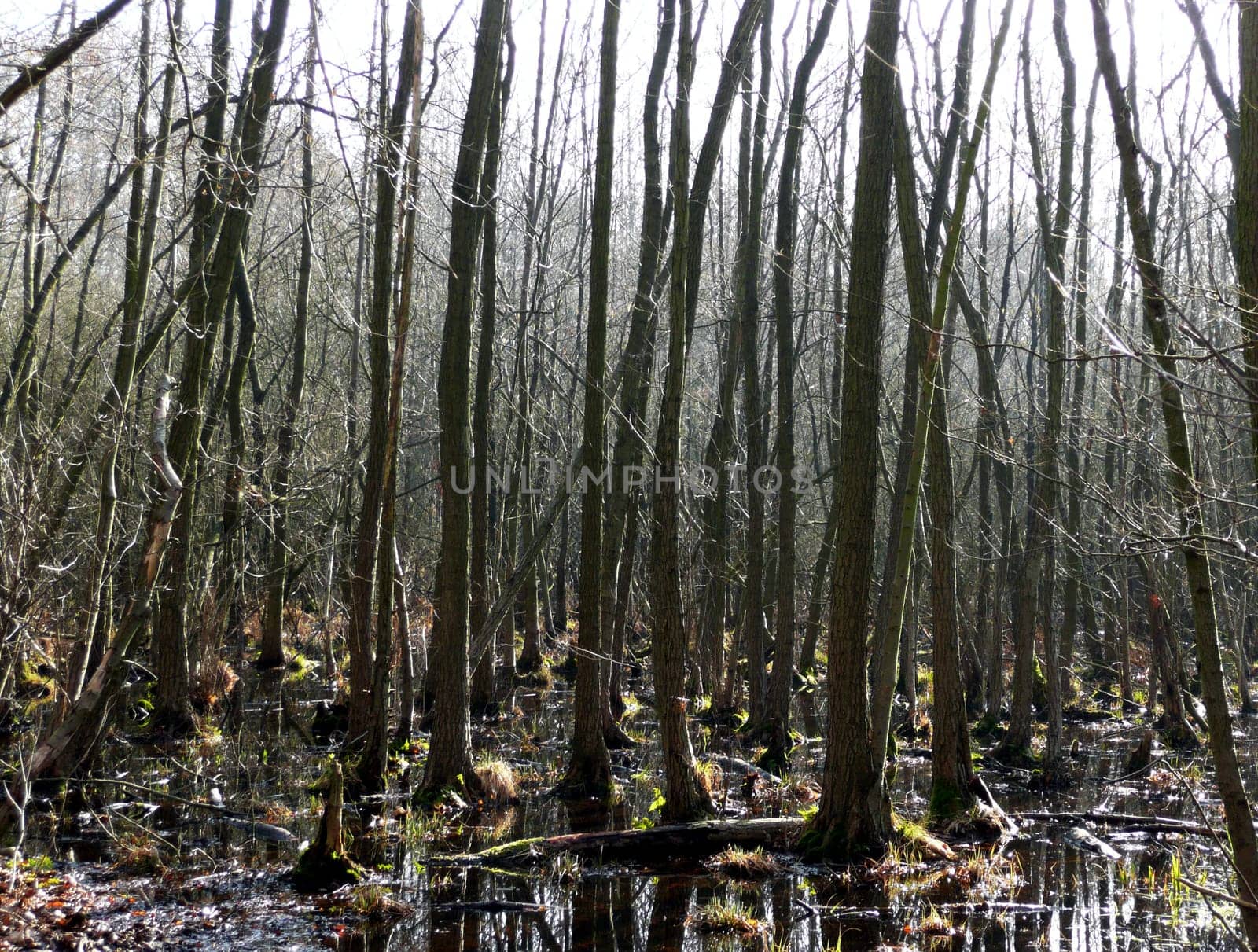 forest without cake without mushrooms without gras without aegeria