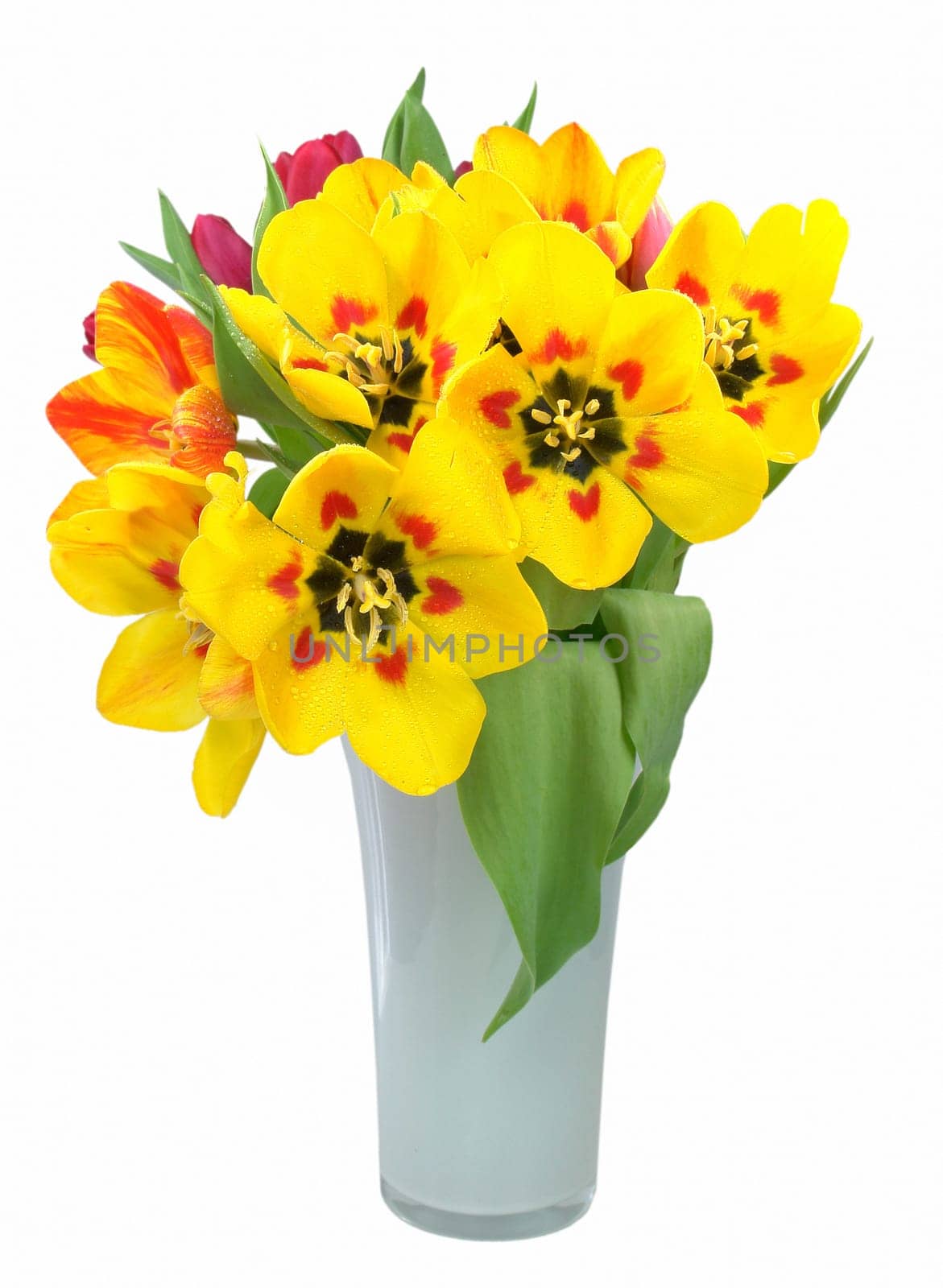Fresh bouquet of tulips in vase