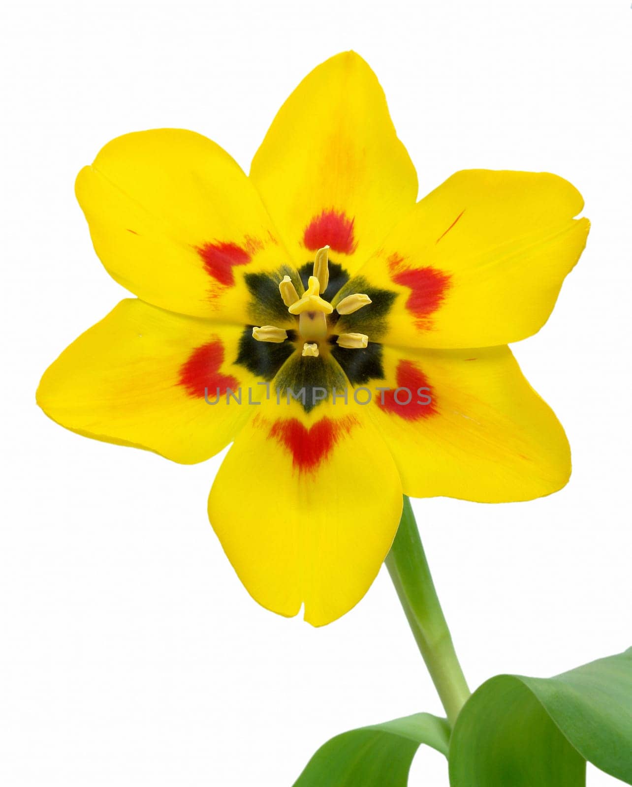 Tulip