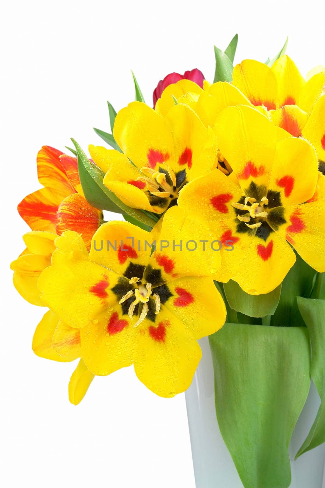 Bouquet of tulips with dewdrops