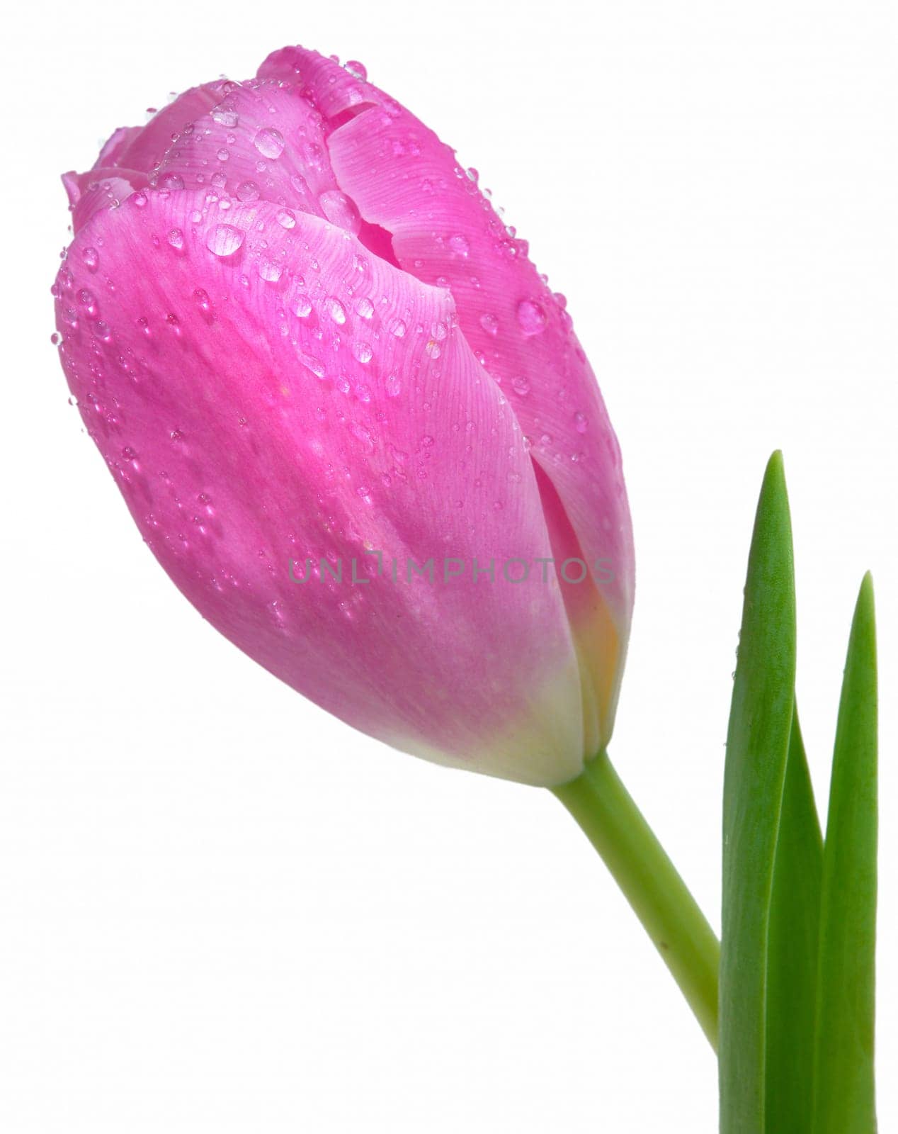 Pink tulip with dewdrops
