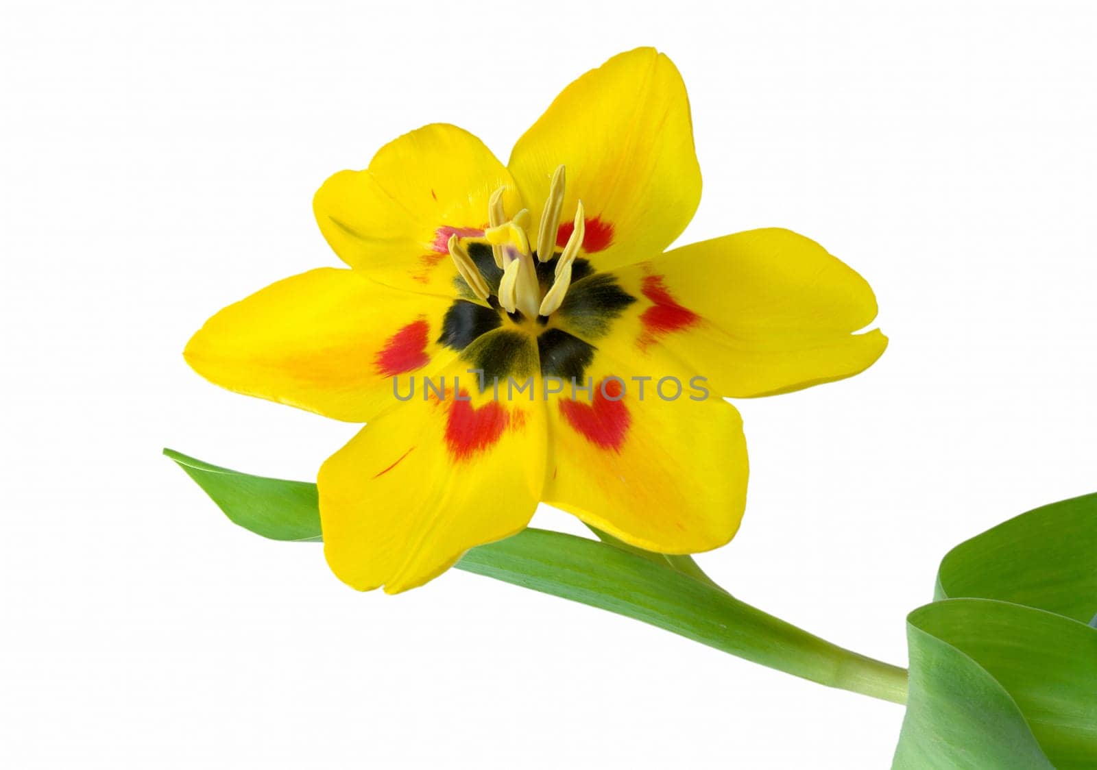 Tulip