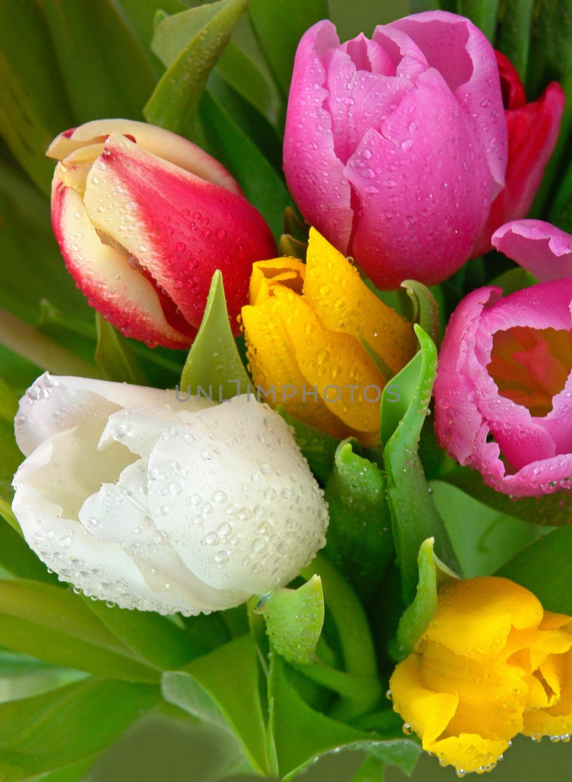 Fresh tulips
