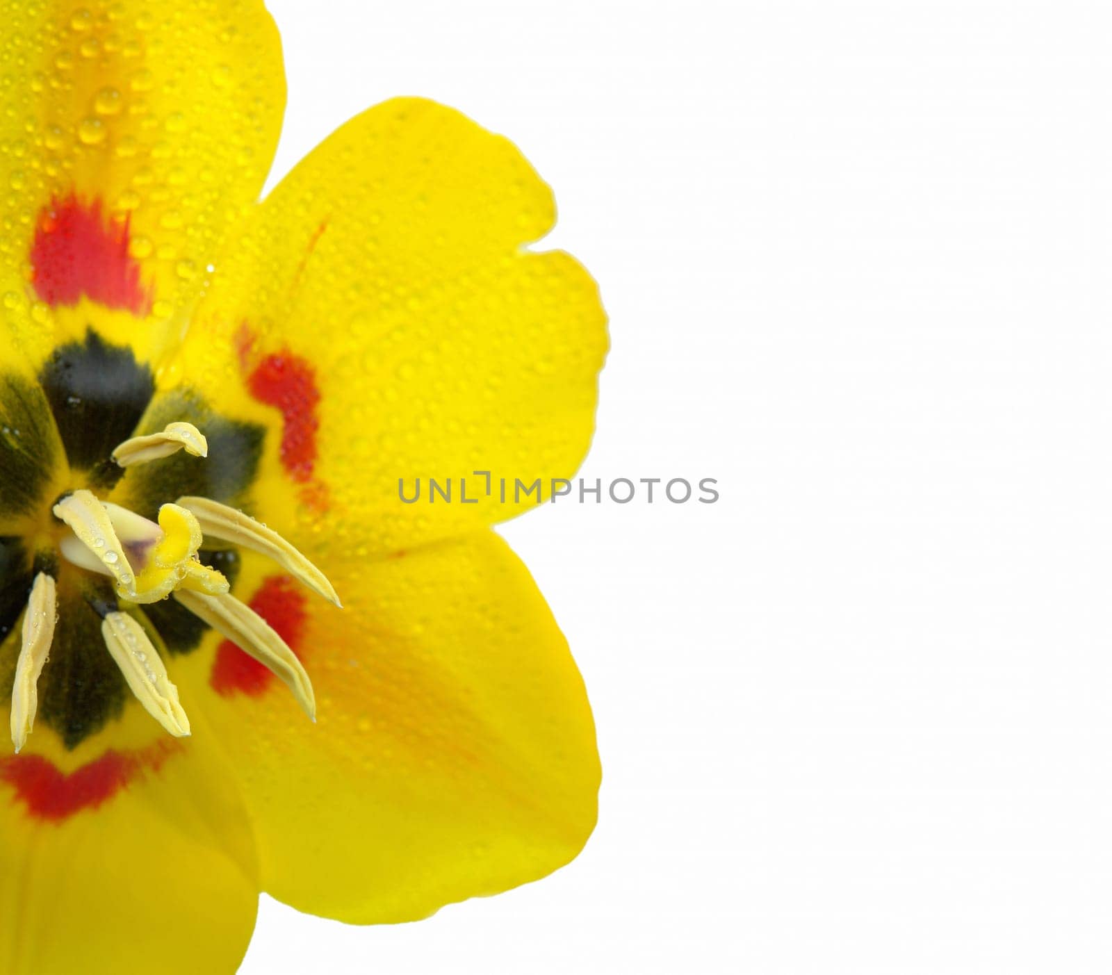 Tulip with dewdrops