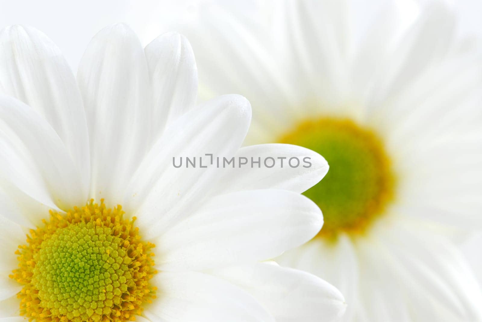 White daisies