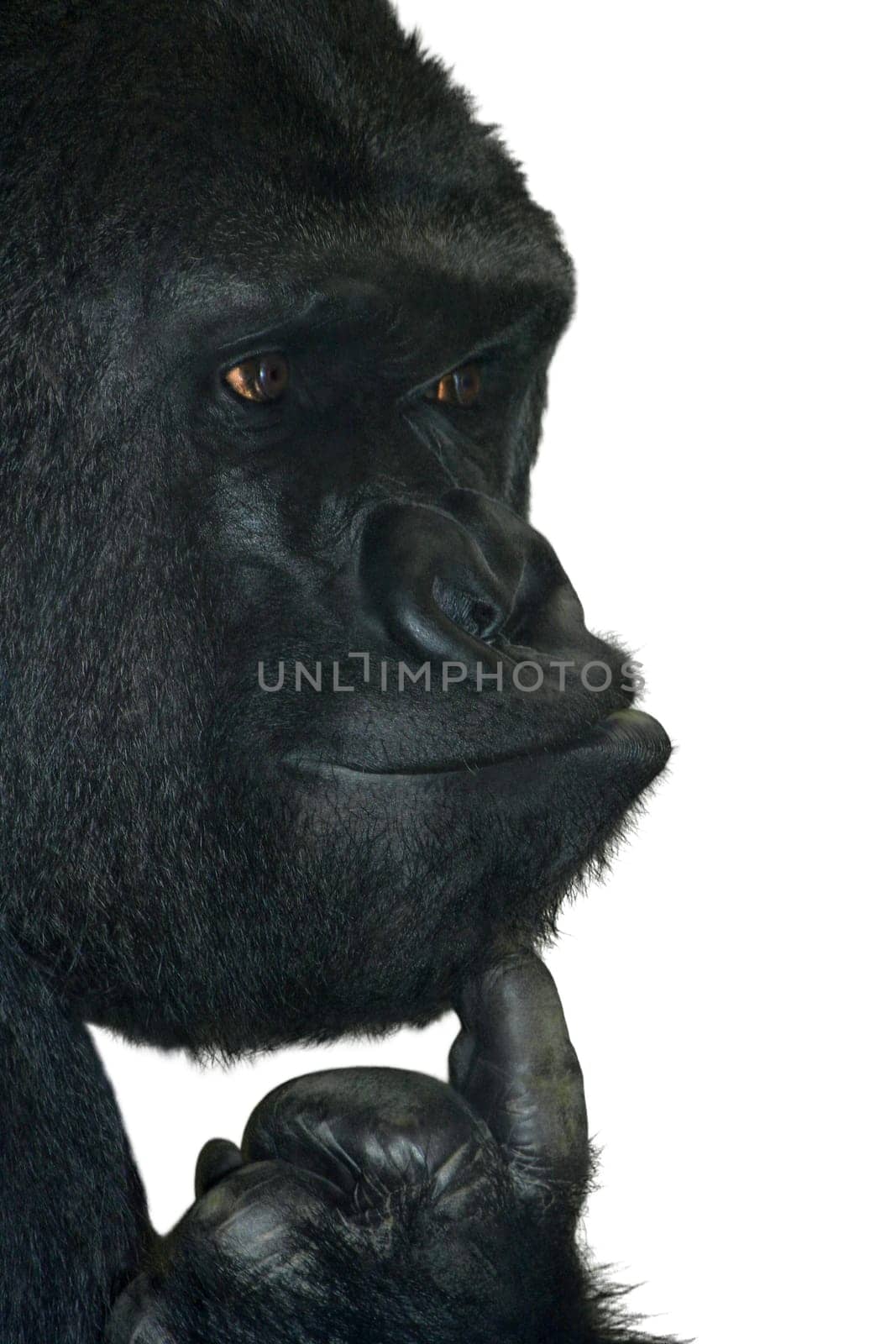 The Thinker