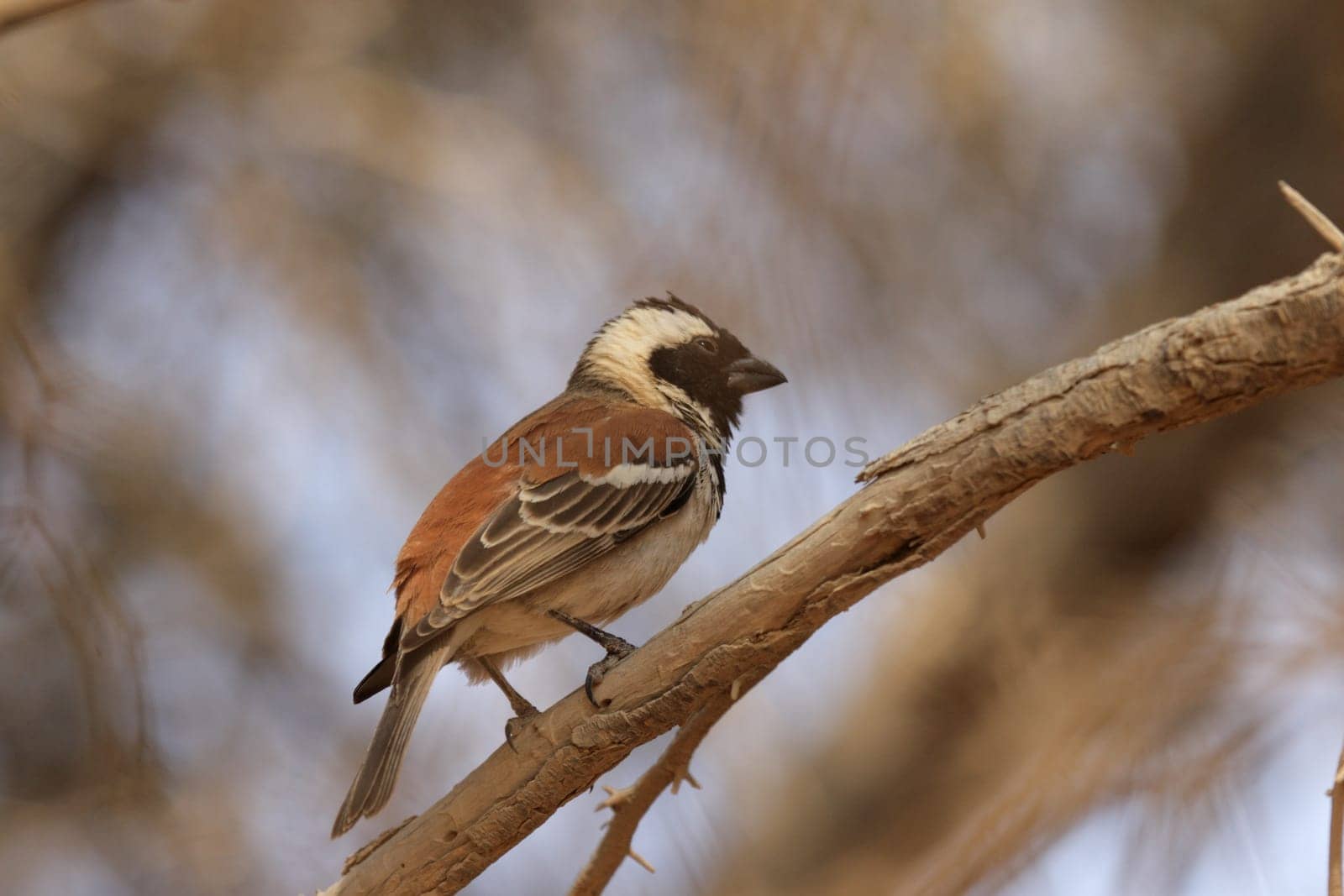 Cape sparrow (Passer melanurus),a species of sparrow common in southern Africa
