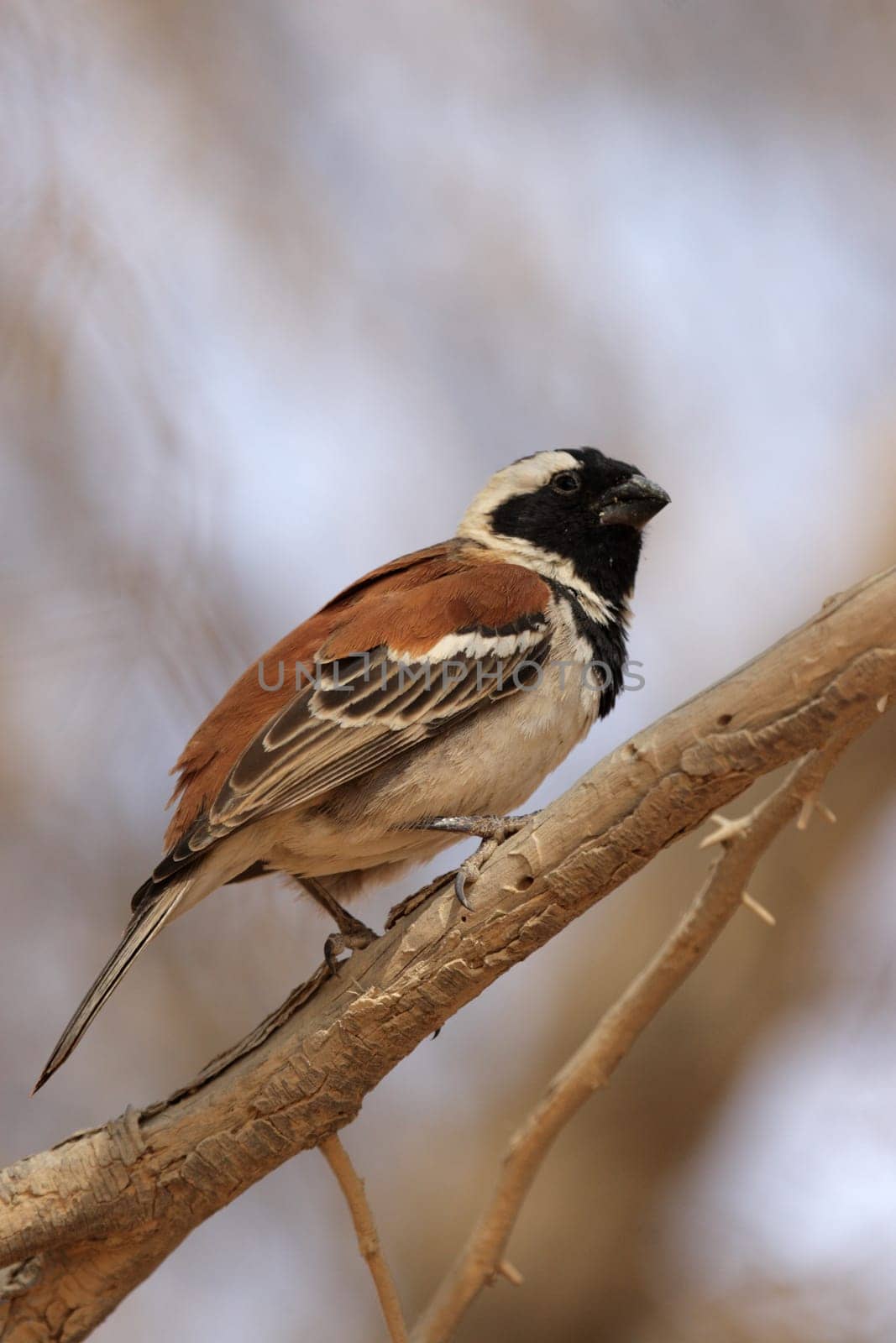 Cape sparrow (Passer melanurus),a species of sparrow common in southern Africa
