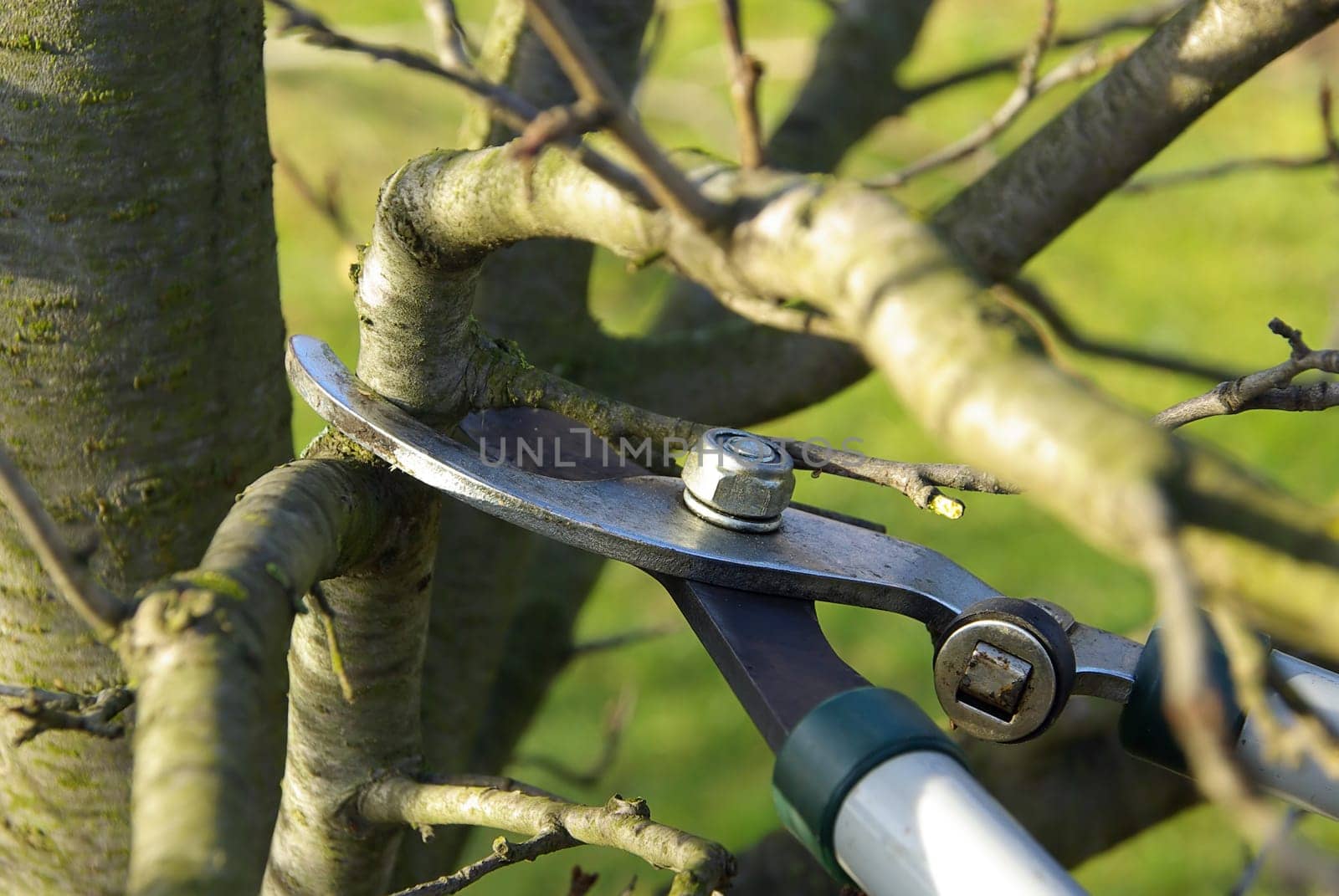 Tree Pruning 03