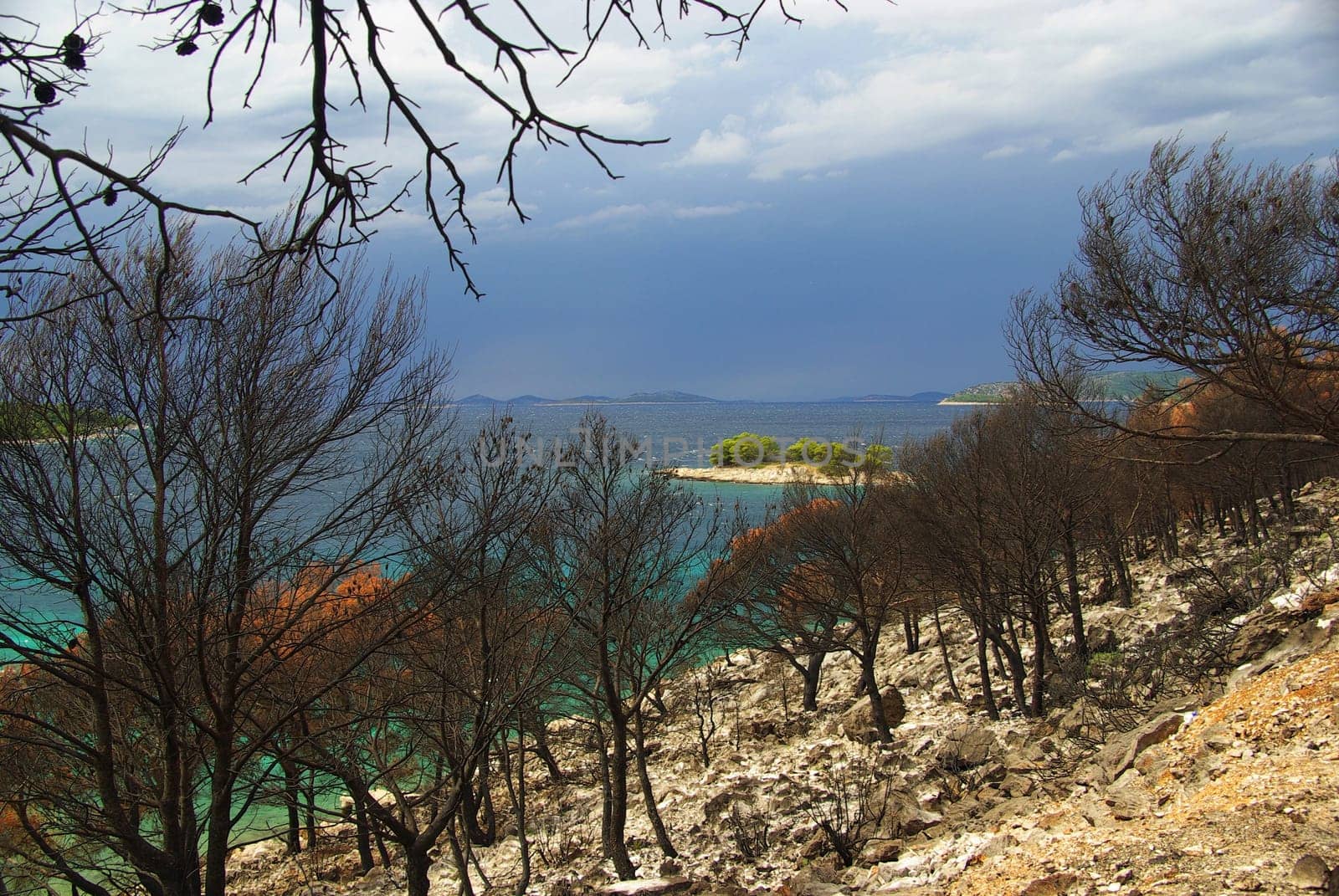 Forest Fire 10