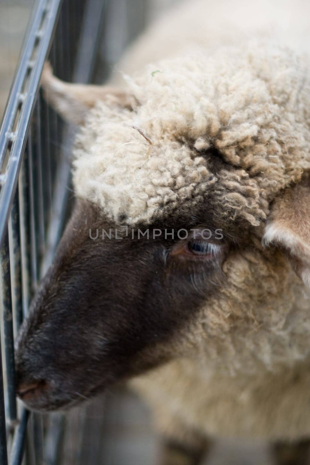 Sheep