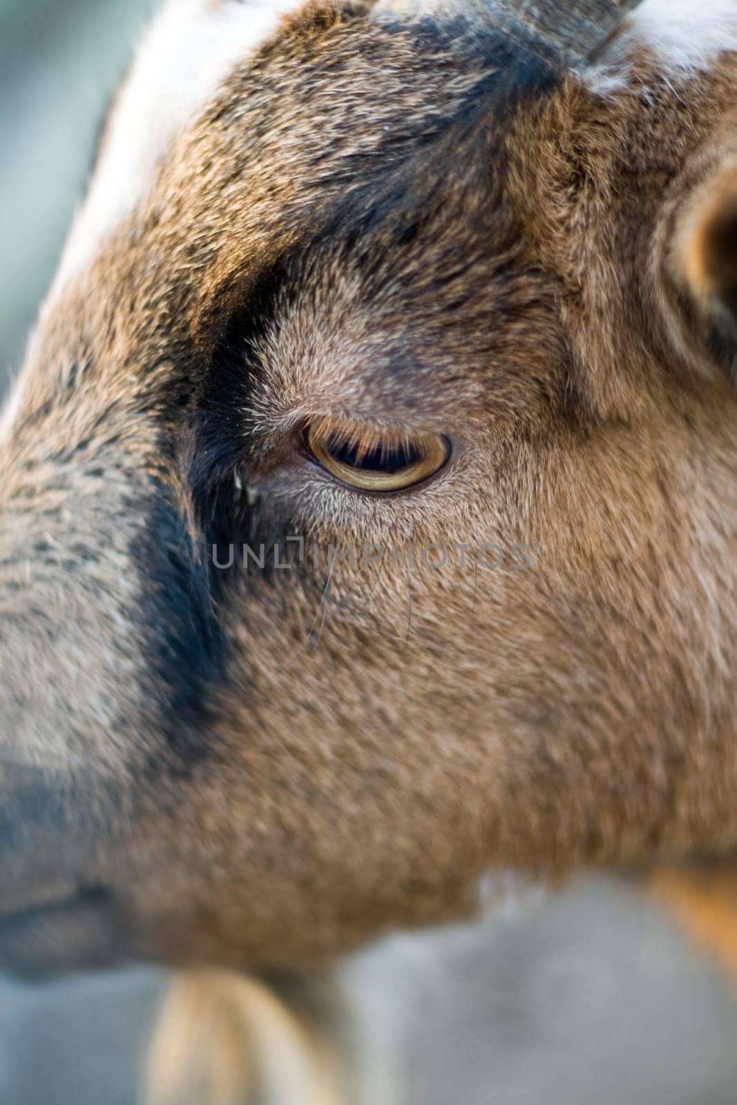 Goat (cropped)