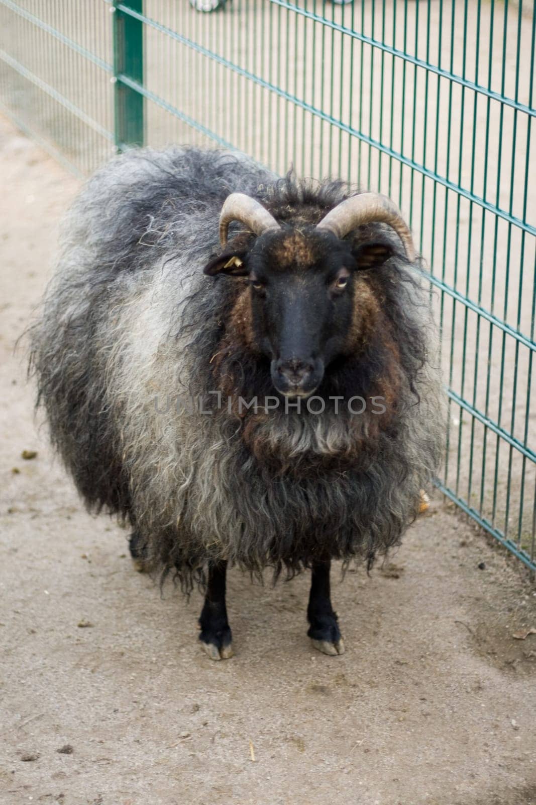 Sheep