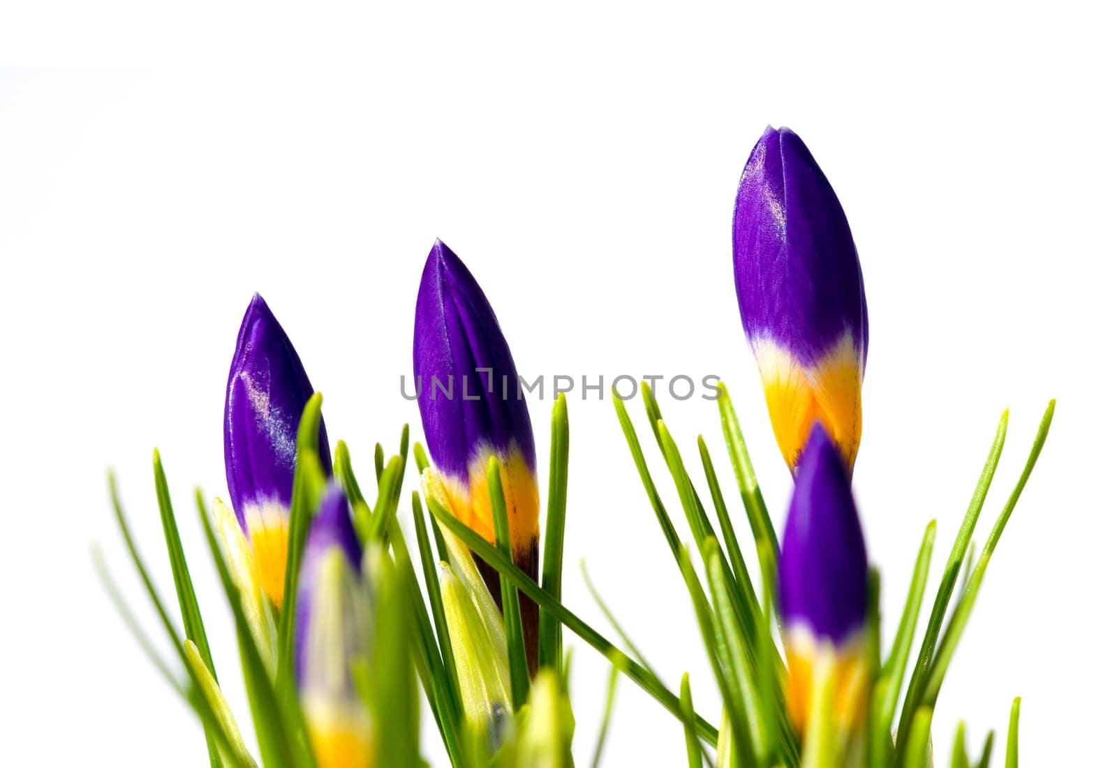 Crocuses 1