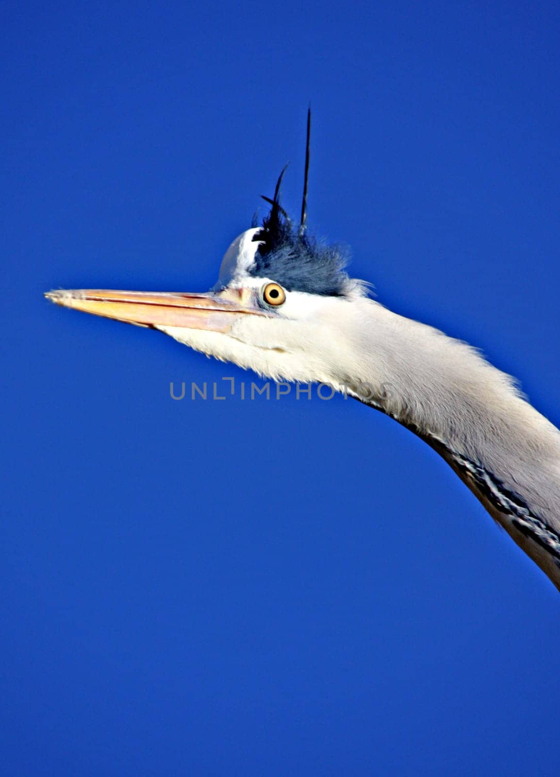 View into the Blue II