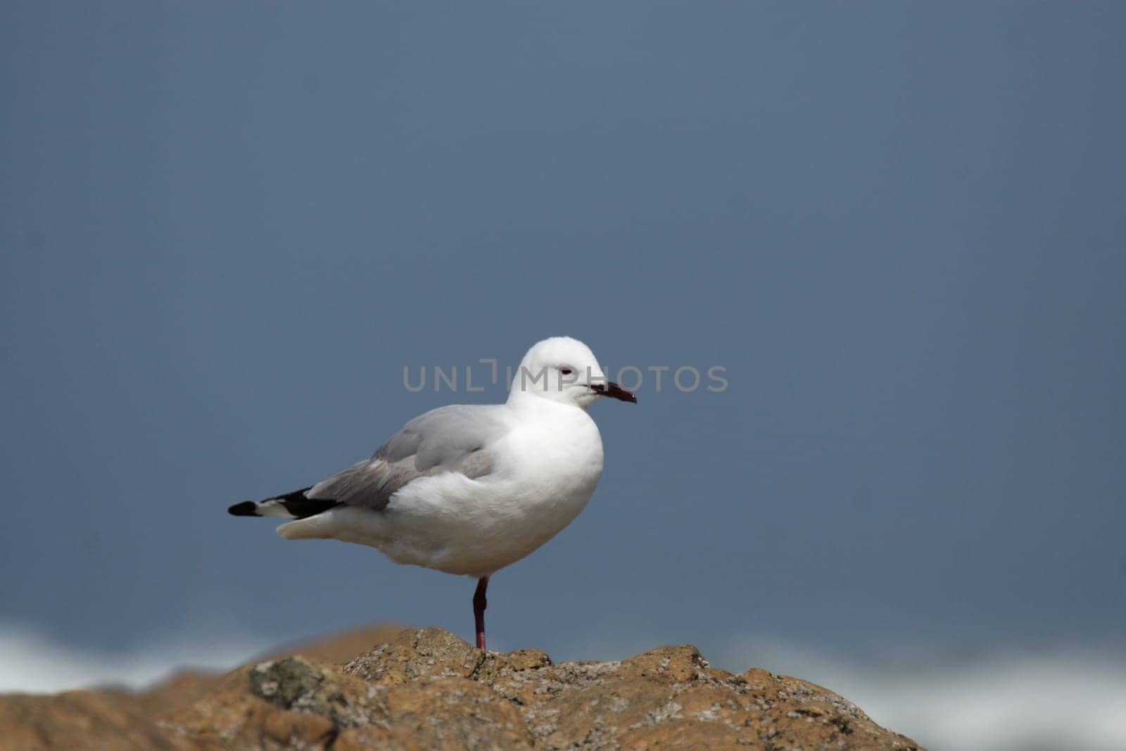 White-headed Black-headed Gull