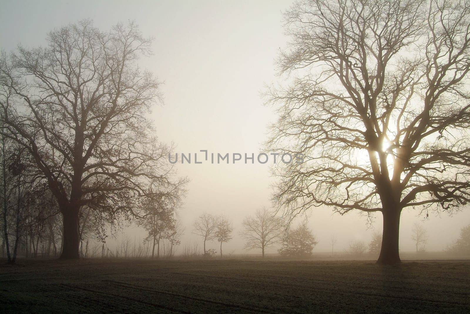 Trees in the fog