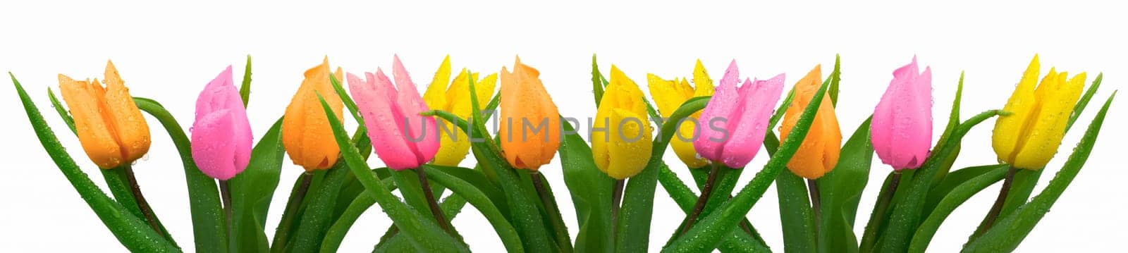 Lots of colorful tulips