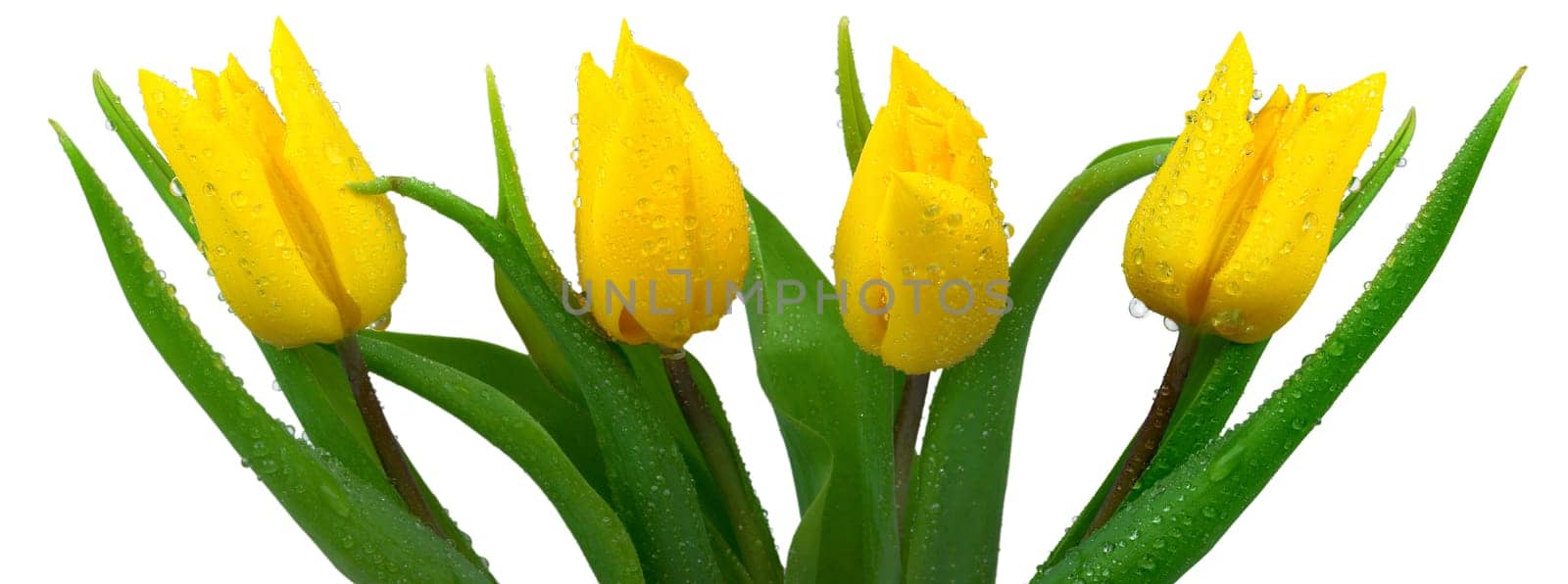 Fresh tulips