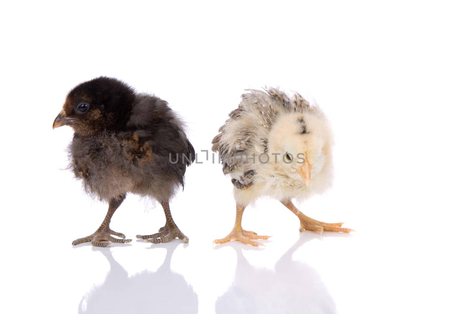 Easter chickens