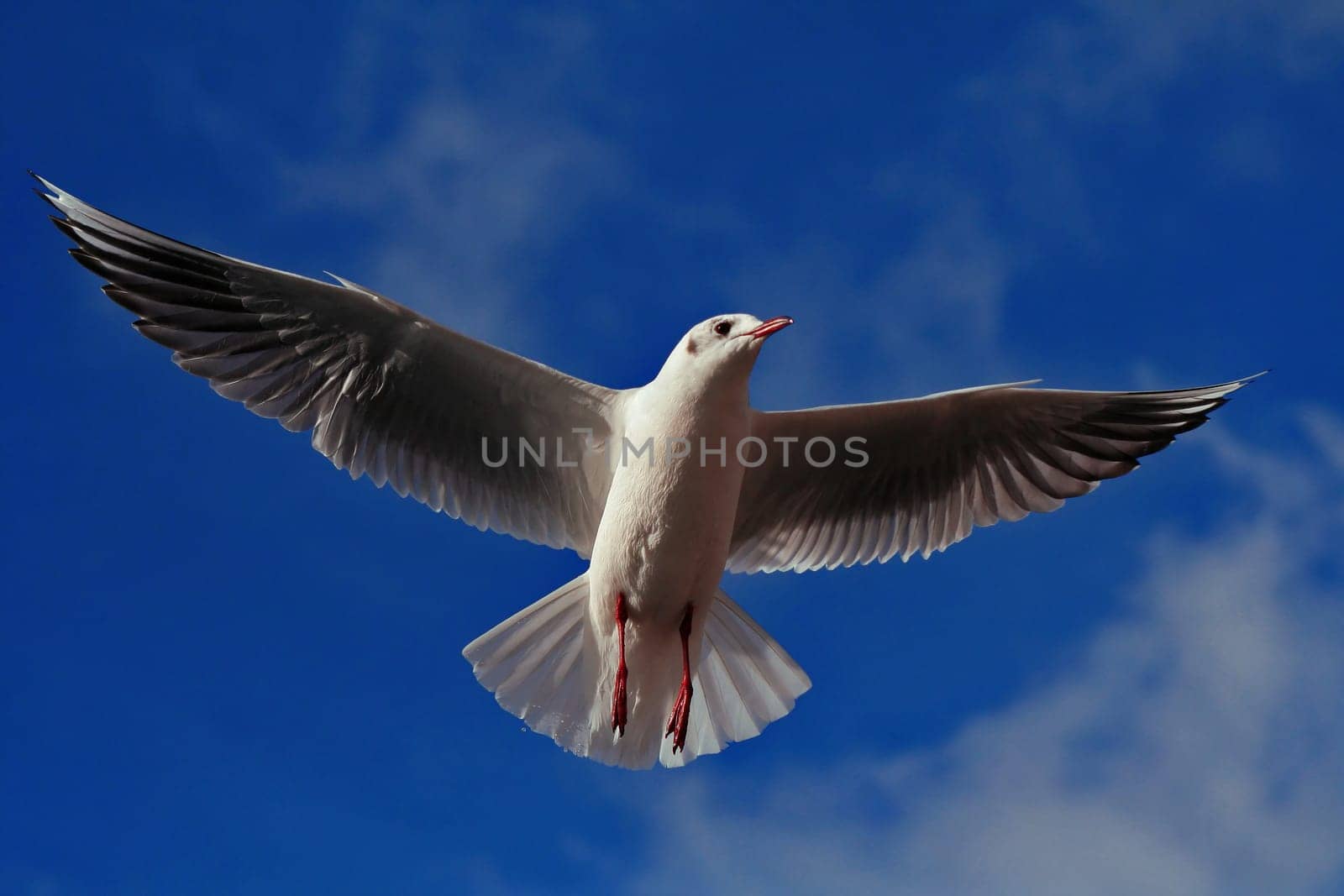 Unlimited freedom
