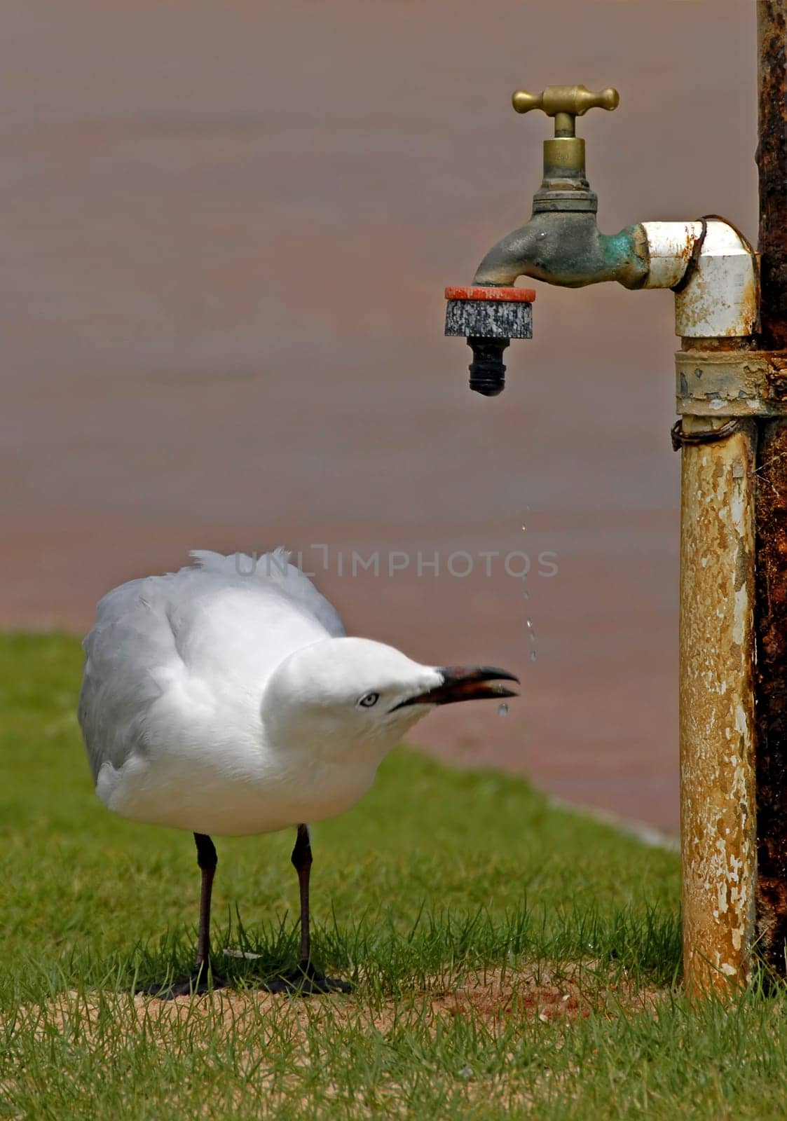 Thirst