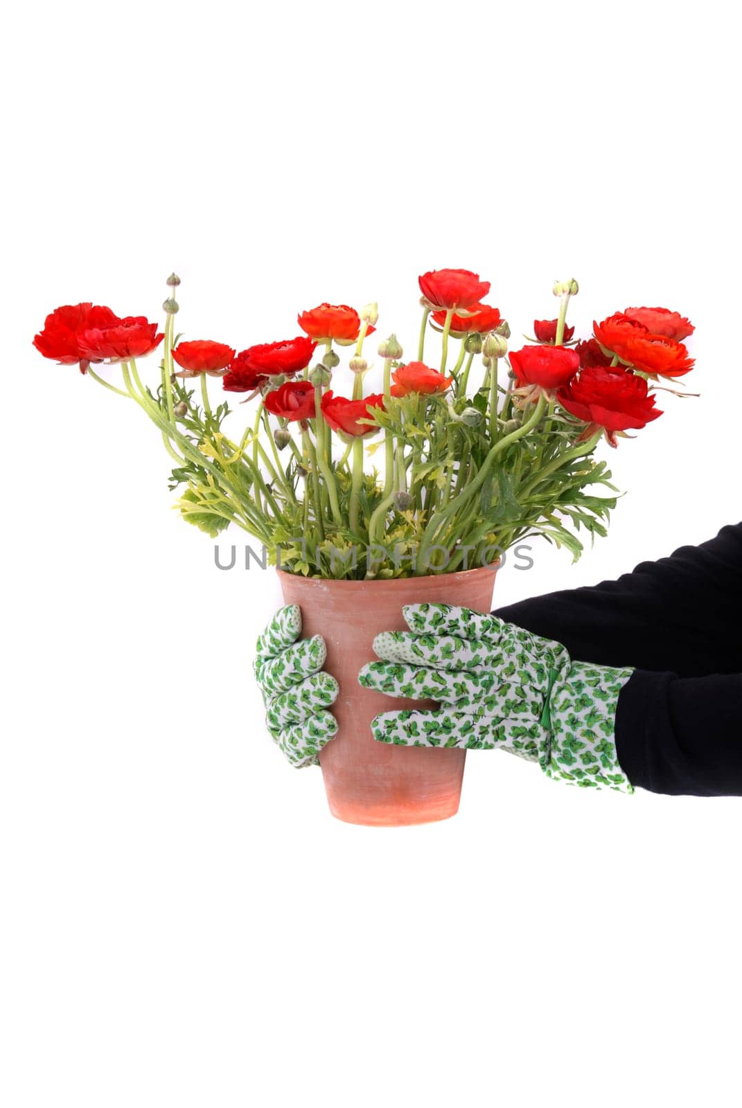 Pot of ranunculus