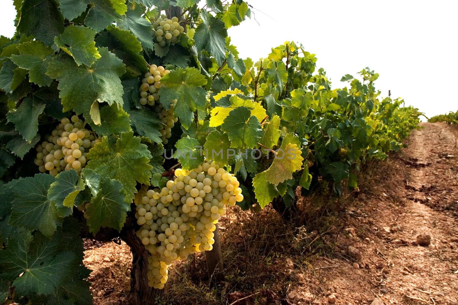 Grapes hanging from vines