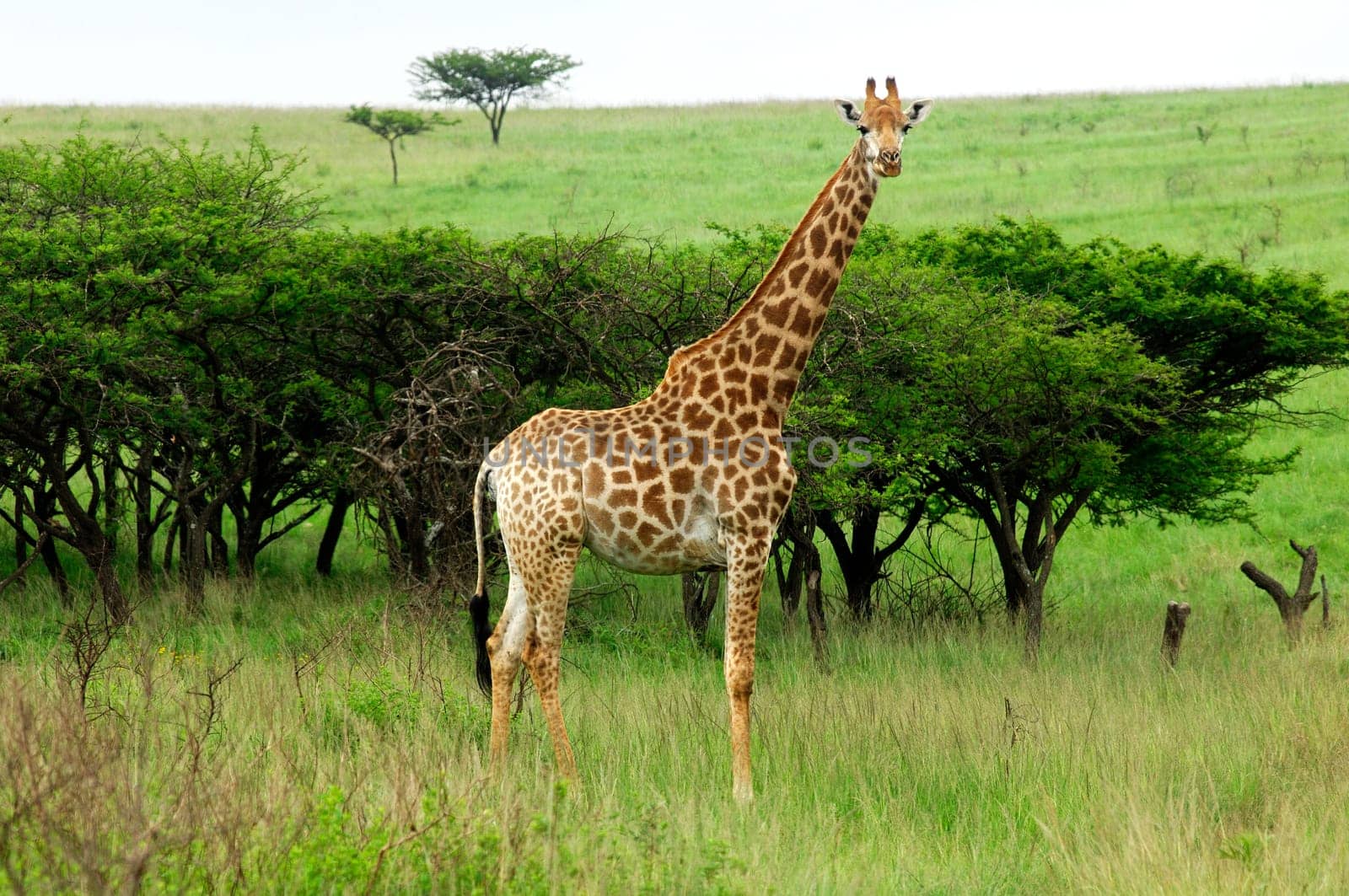 Giraffe in the African savannah