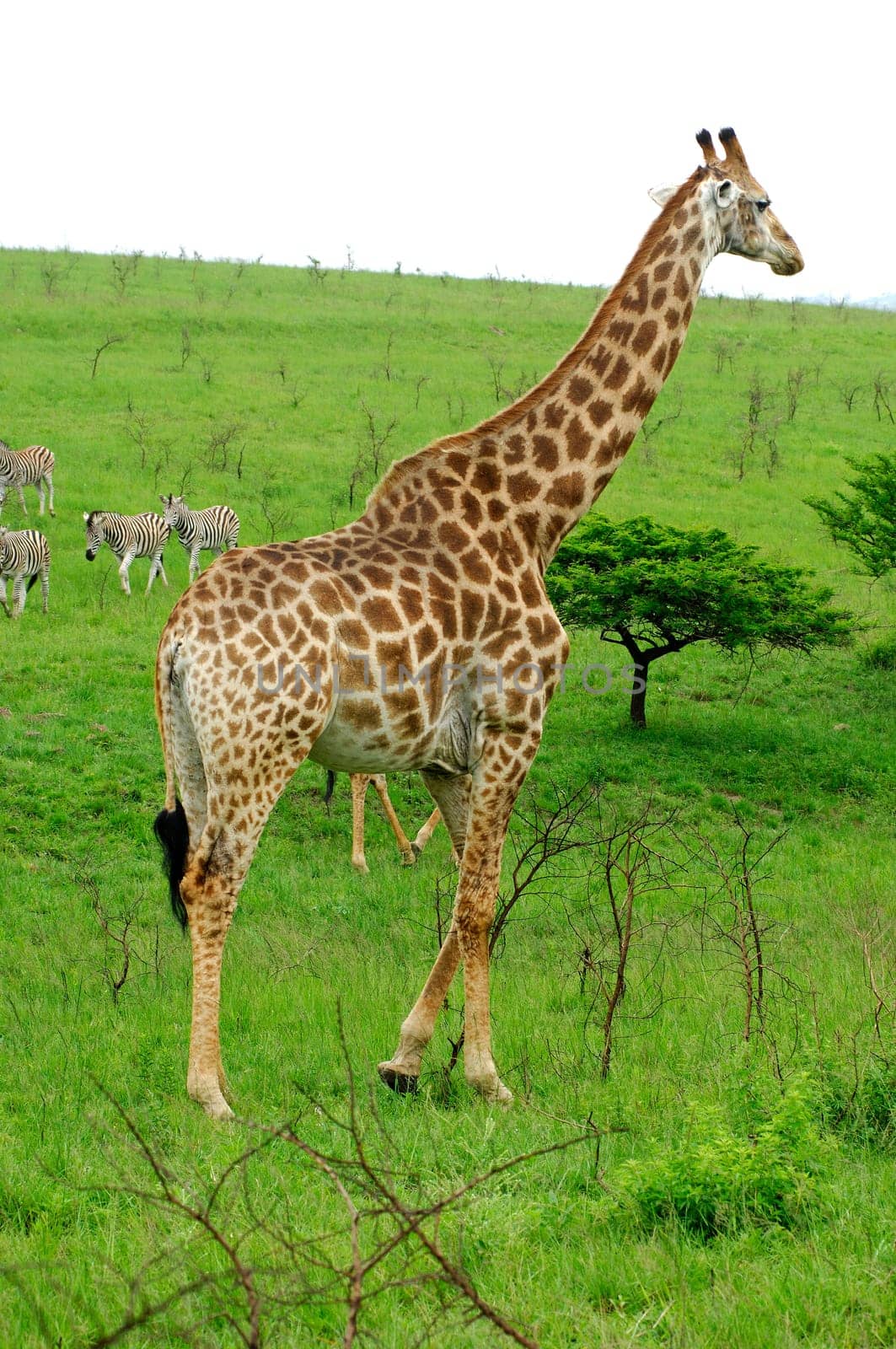 Giraffe in the African savannah