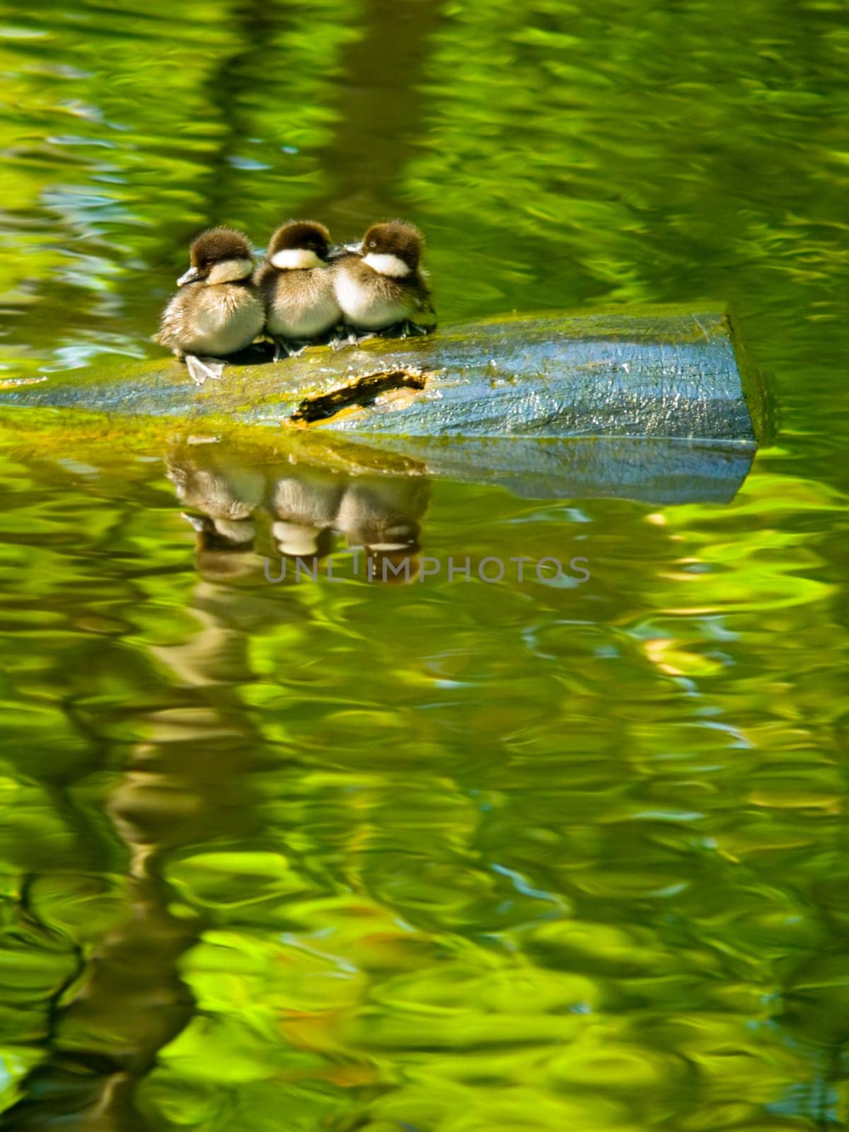 Common goldeneye (Bucephala clangula)