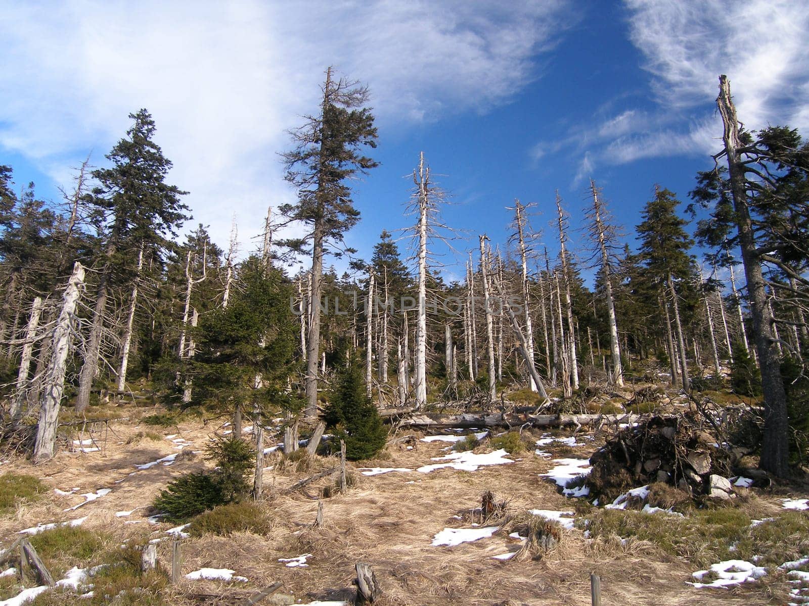 These trees on the Brocken in the Harz Mountains not only suffer from cold,wind and bark beetles,they also die from the too acidic soil of the raised bogs!