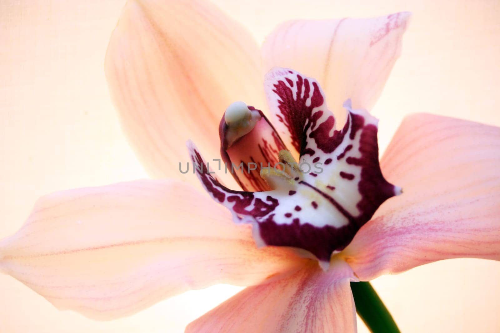 Orchid