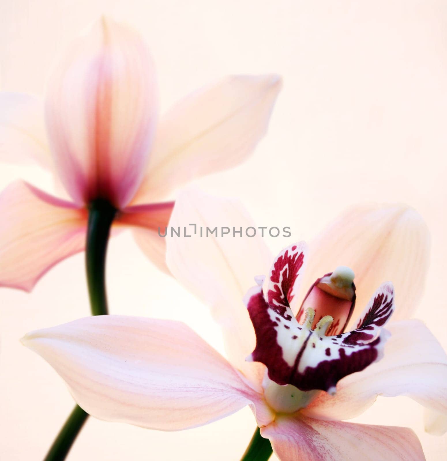 Orchids