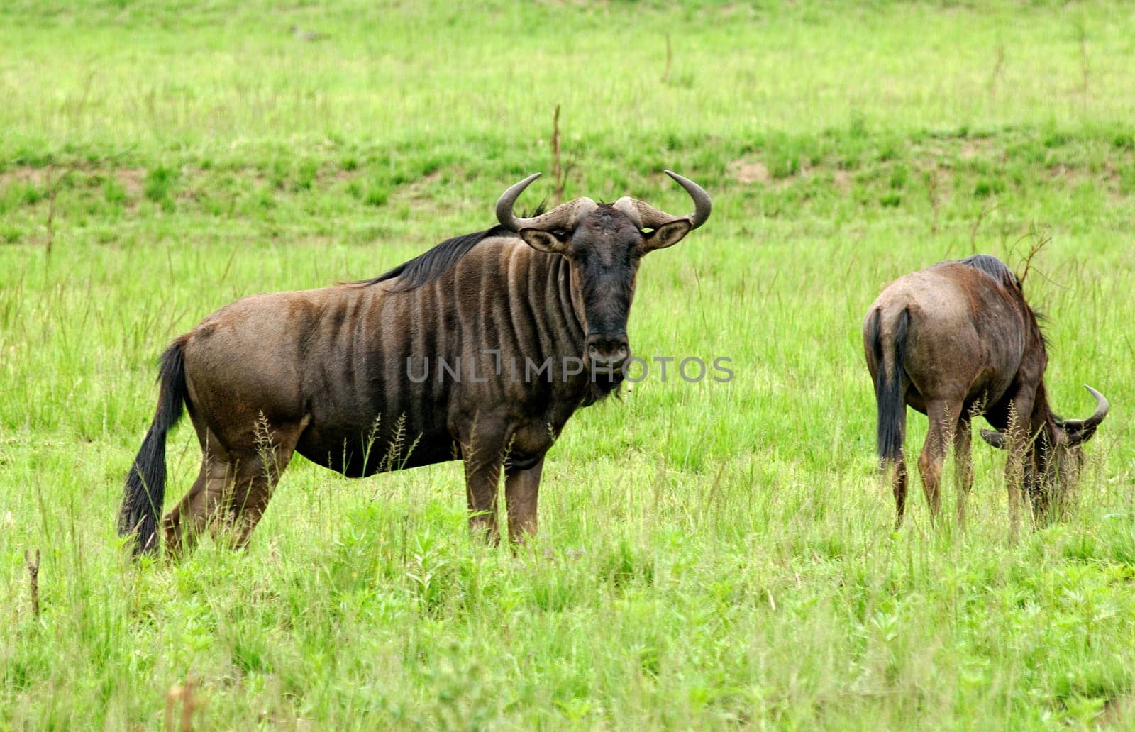 Gnus