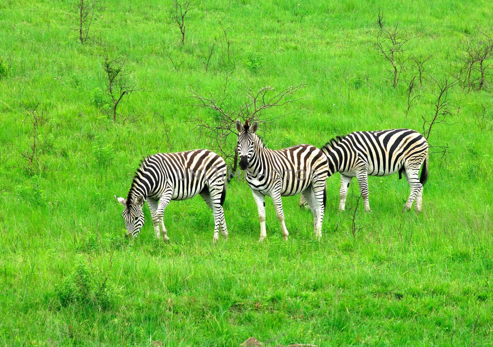 Herd of zebras