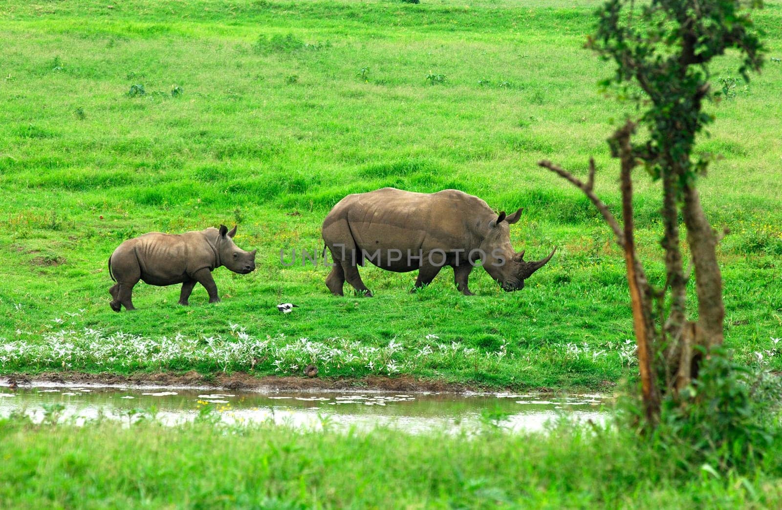 White Mouth Rhinoceros