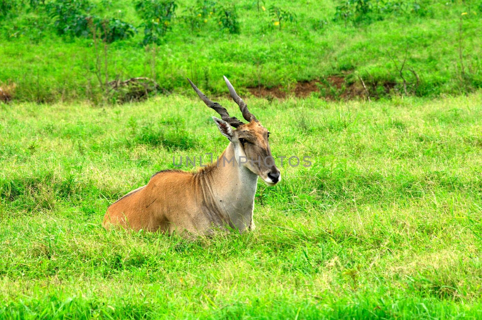 Eland