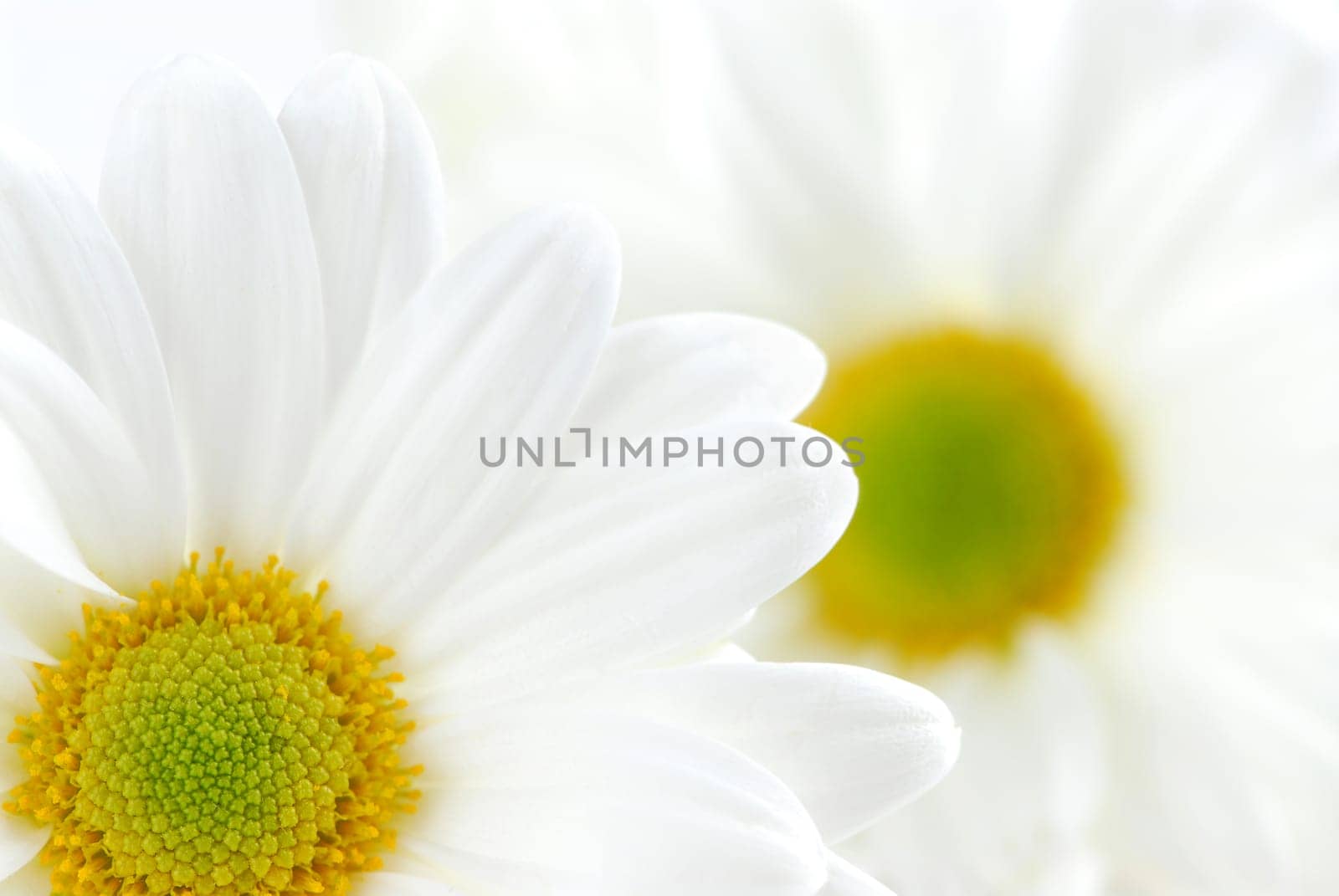 White daisies