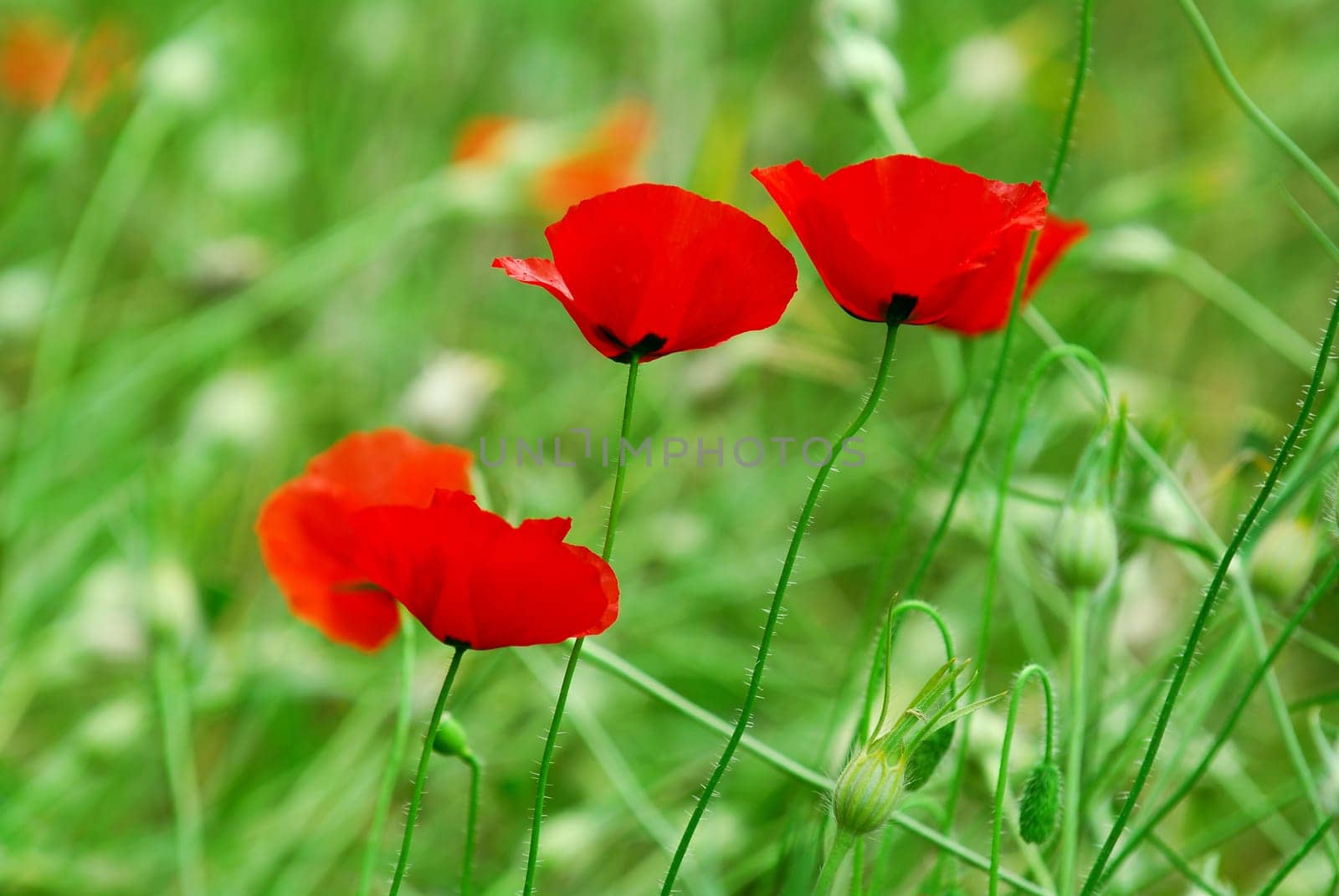 Poppies