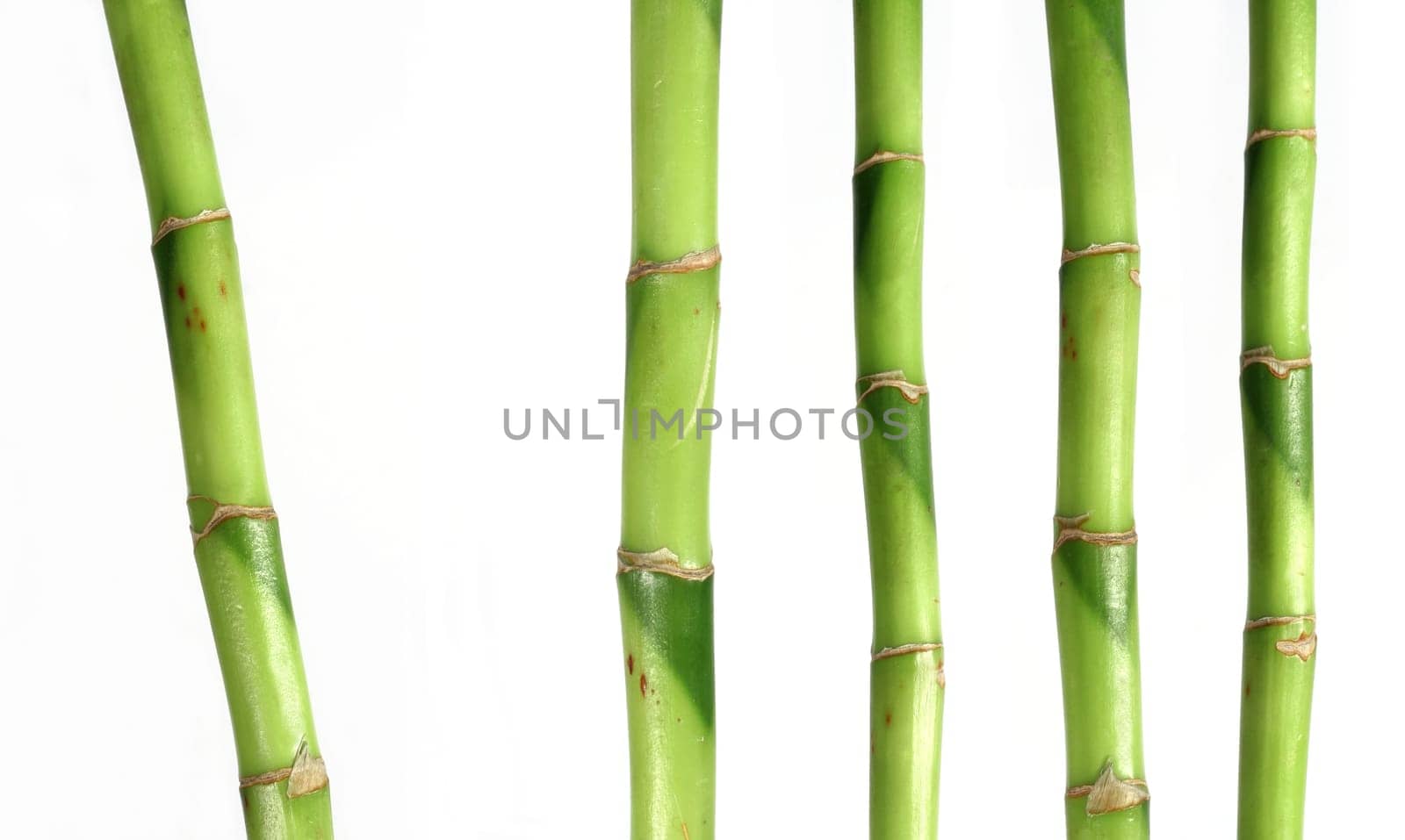 Bamboo