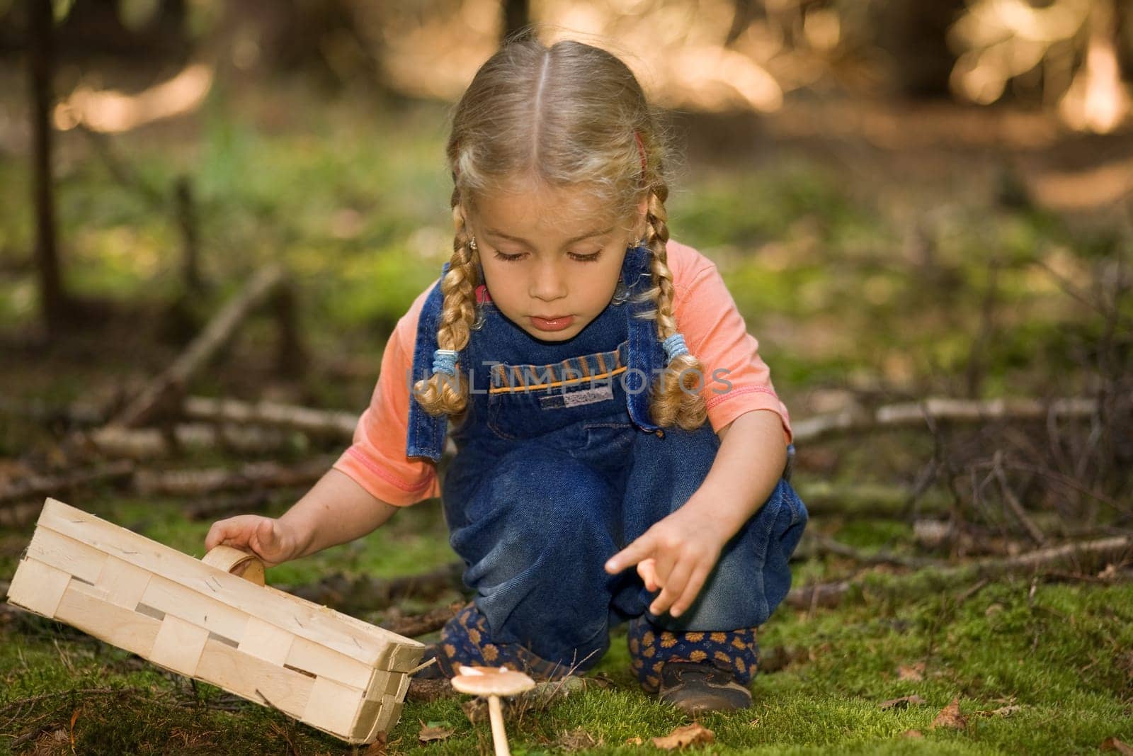 Mushroom picking