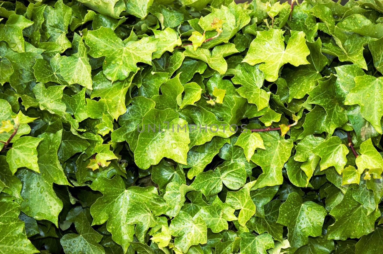 Closeup of ivy vines